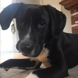 Meet your Posher, Ella